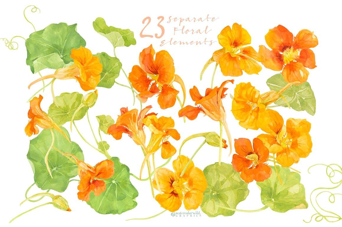 Watercolor illustration of 23 separate nasturtium floral elements-orange flowers, green leaves, and tendrils on white background.