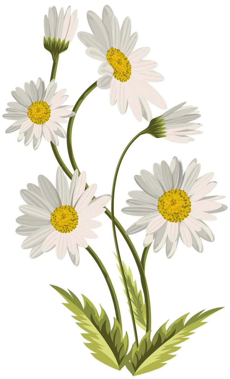 Daisy plant clipart. Free download transparent .PNG Clipart Library ...