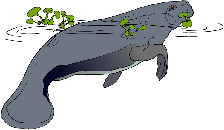 A gray manatee swimming with green aquatic plants clinging to its body and mouth.
