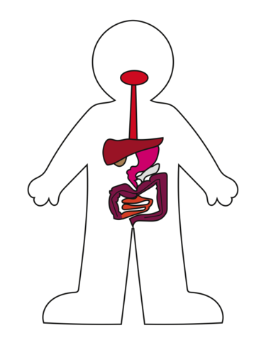 Simplified diagram of the human digestive system showing esophagus, liver, stomach, pancreas, and intestines.