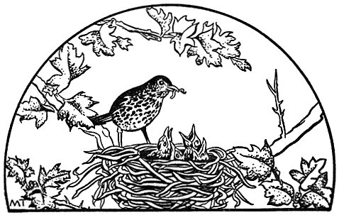 Thrush Feeding Chicks - Nature Illustration for Birdwatching & Education