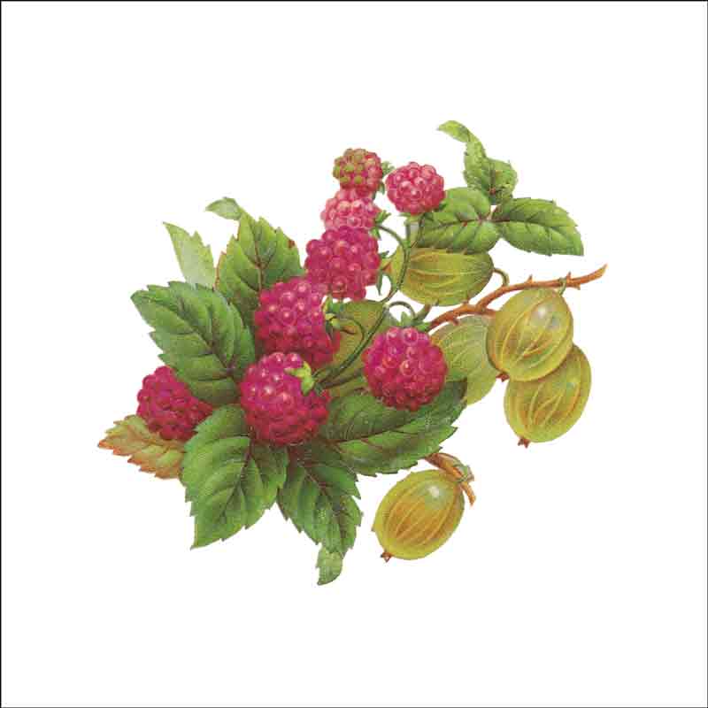 Raspberries and Gooseberries Botanical Illustration | Free Download