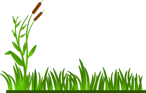 Green grass with a tall cattail plant bearing brown seed heads against a black background.