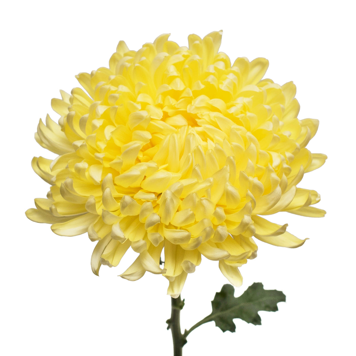 Yellow Chrysanthemum Flower - Vibrant Blooming Mums for Gardens & Arrangements
