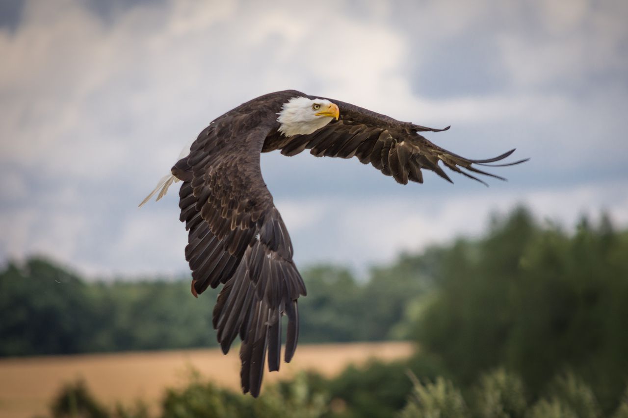 Majestic Bald Eagle in Flight - Wildlife Photography