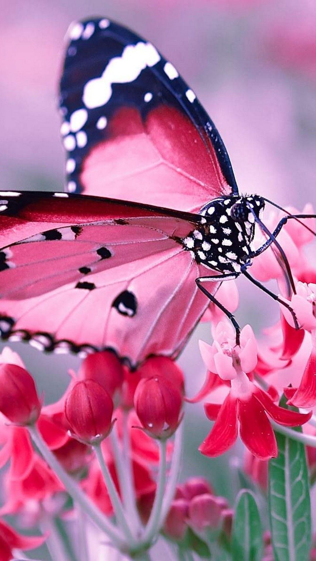 A vibrant pink and black butterfly with white spots perches delicately on red milkweed flowers.