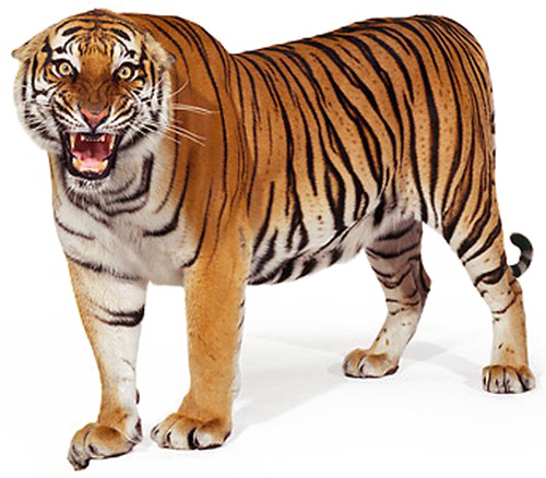 Stock Art Drawing of a Bengal Tiger