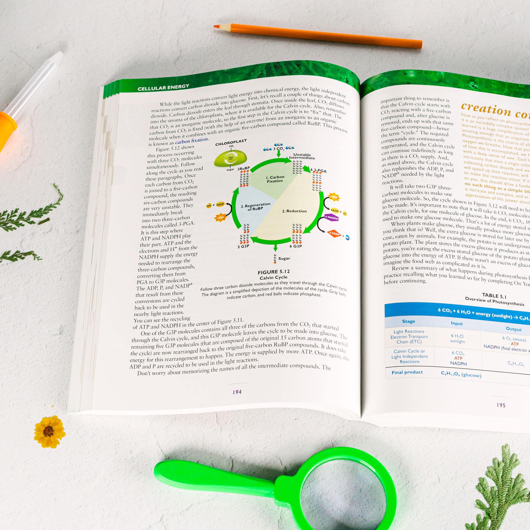 Open biology textbook showing the Calvin Cycle diagram with magnifying glass, pencil, and plant sprigs on a white surface.