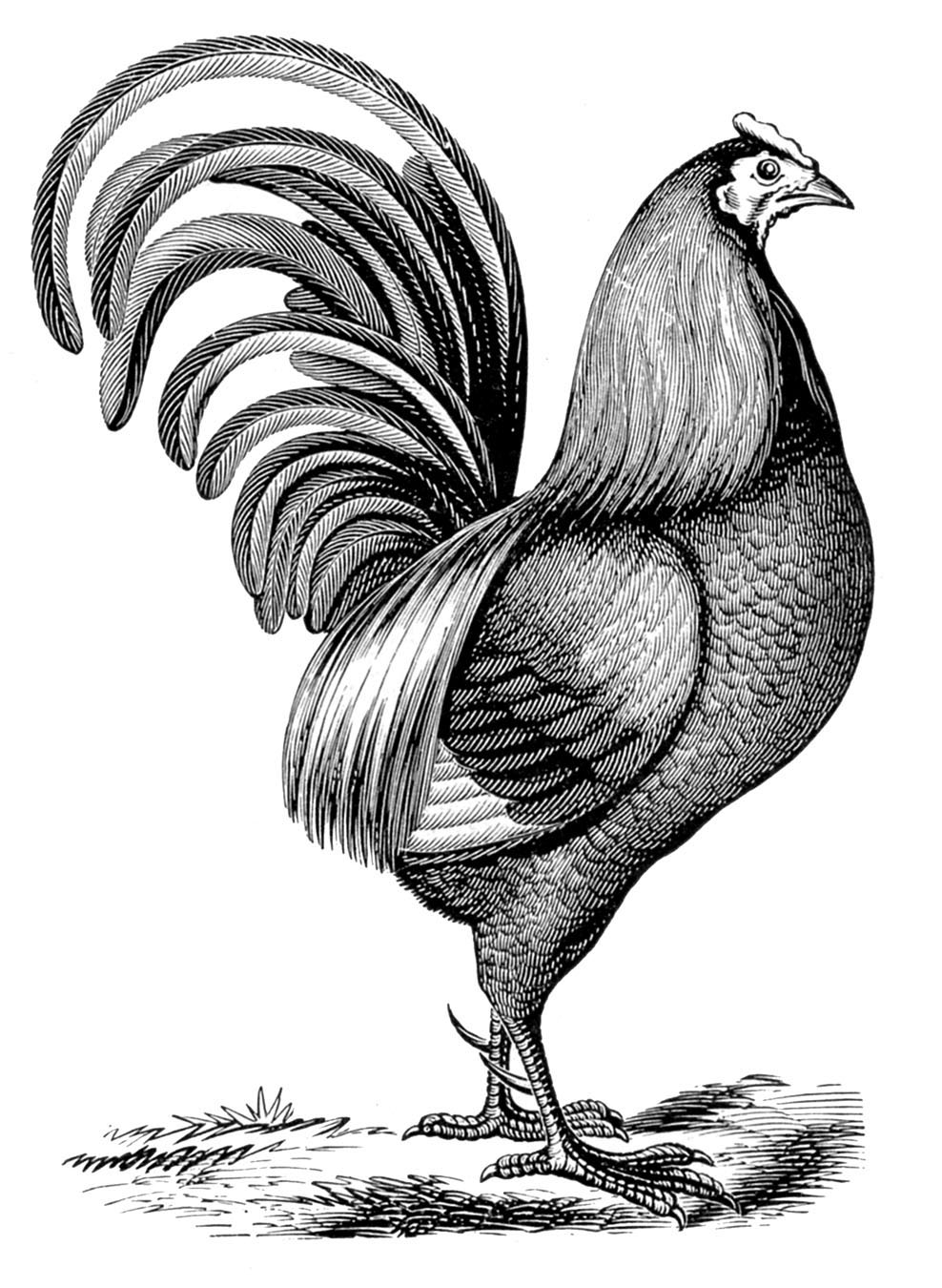 Free Clipart Of A Hen