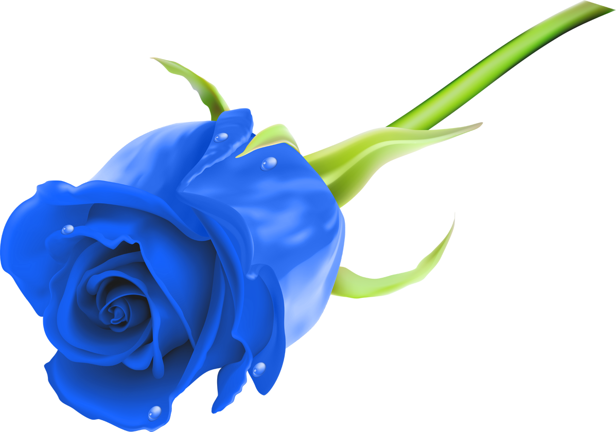 Blue Rose Clip Art, PNG, 600x600px, Blue Rose, Area, Cobalt Blue - Clip ...