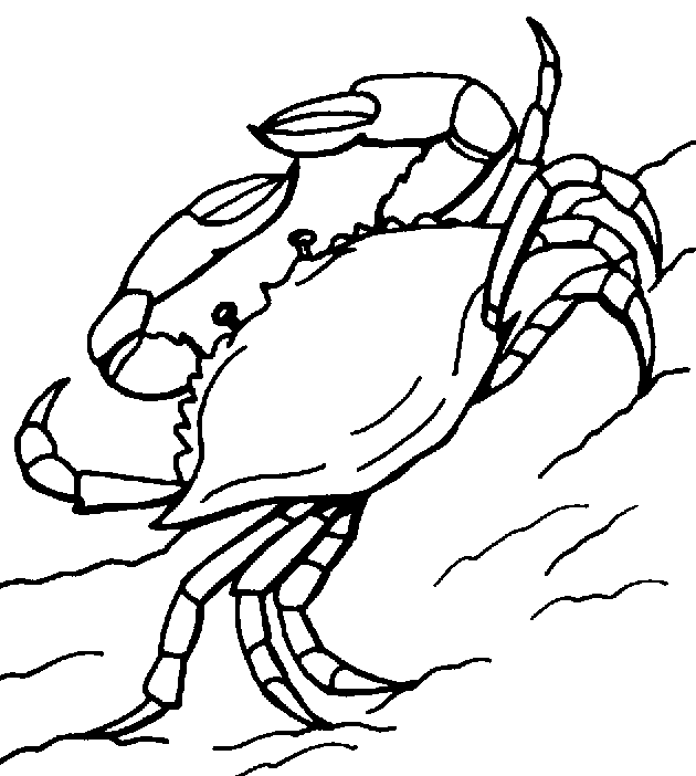 Black-and-white line drawing of a crab on sandy ground, showing claws, legs, and shell details.