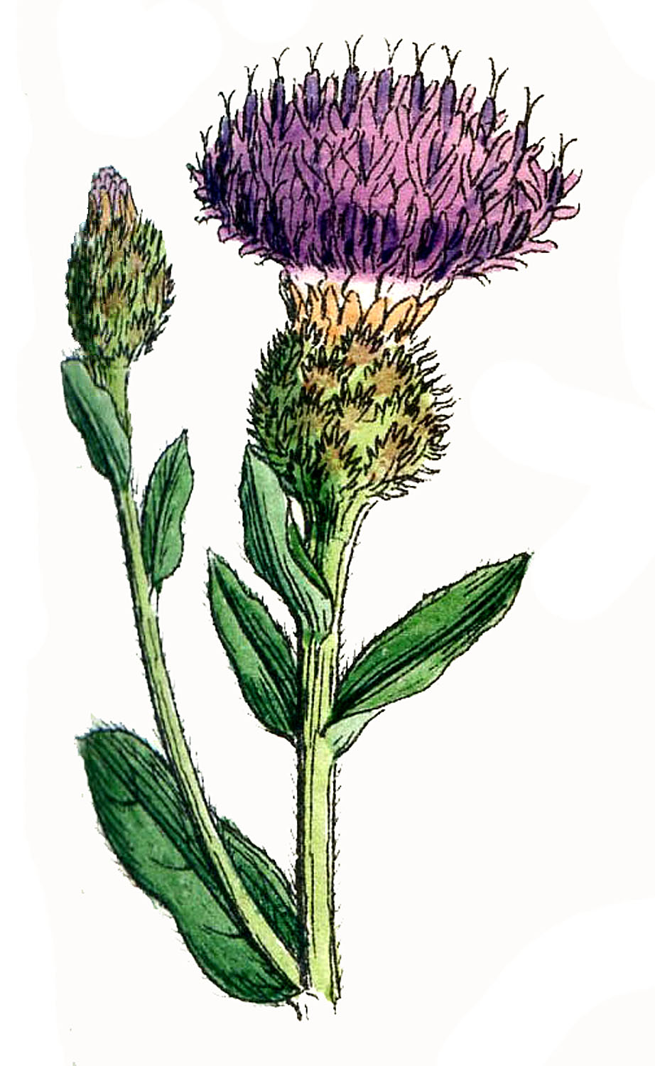 Botanical illustration of a flowering thistle with purple bloom, green leaves, and spiny bracts.