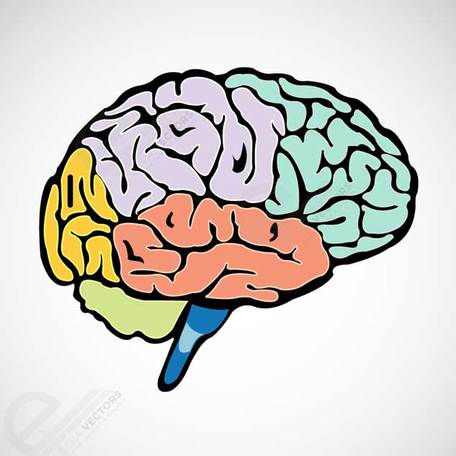 Human Brain Anatomy Diagram - Lobe Functions & Structure