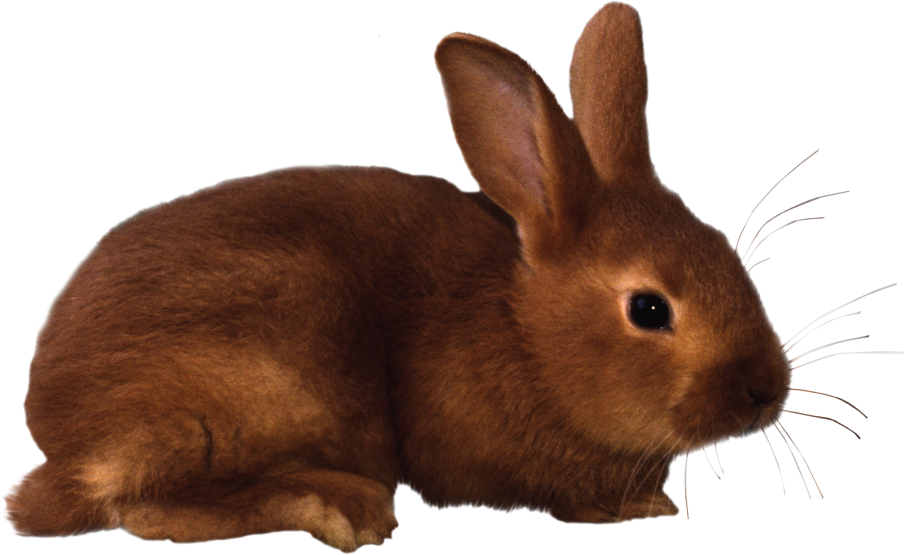 A brown domestic rabbit sitting in profile with upright ears and long whiskers against a white background.