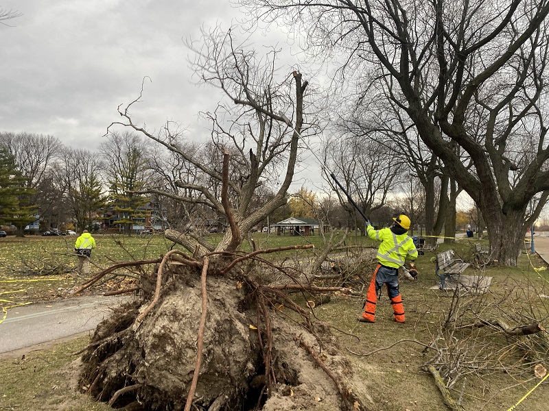 Storm Damage Cleanup: Tree Removal After Severe Weather