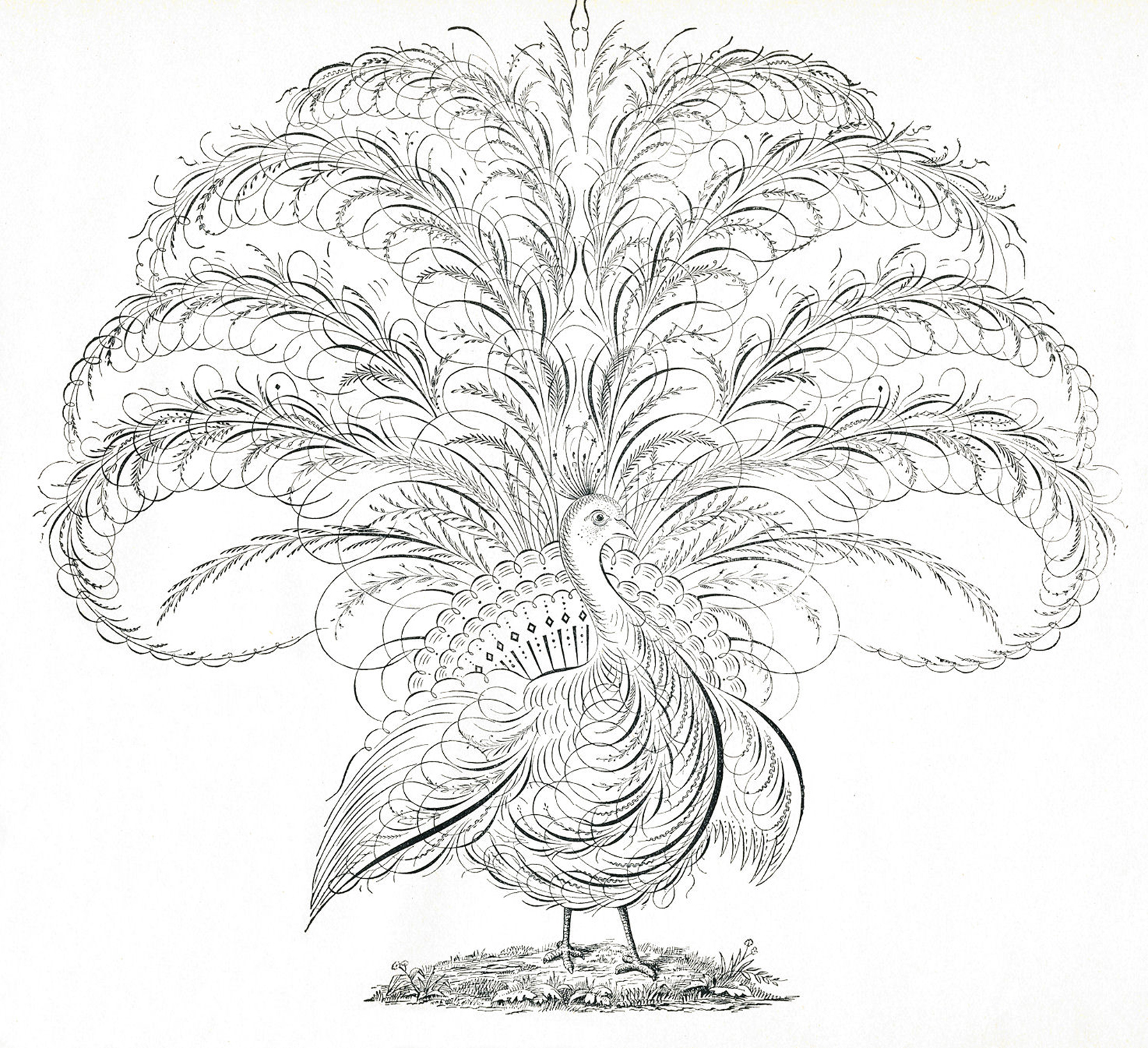 Ornamental Peacock Illustration - Vintage Line Art Drawing