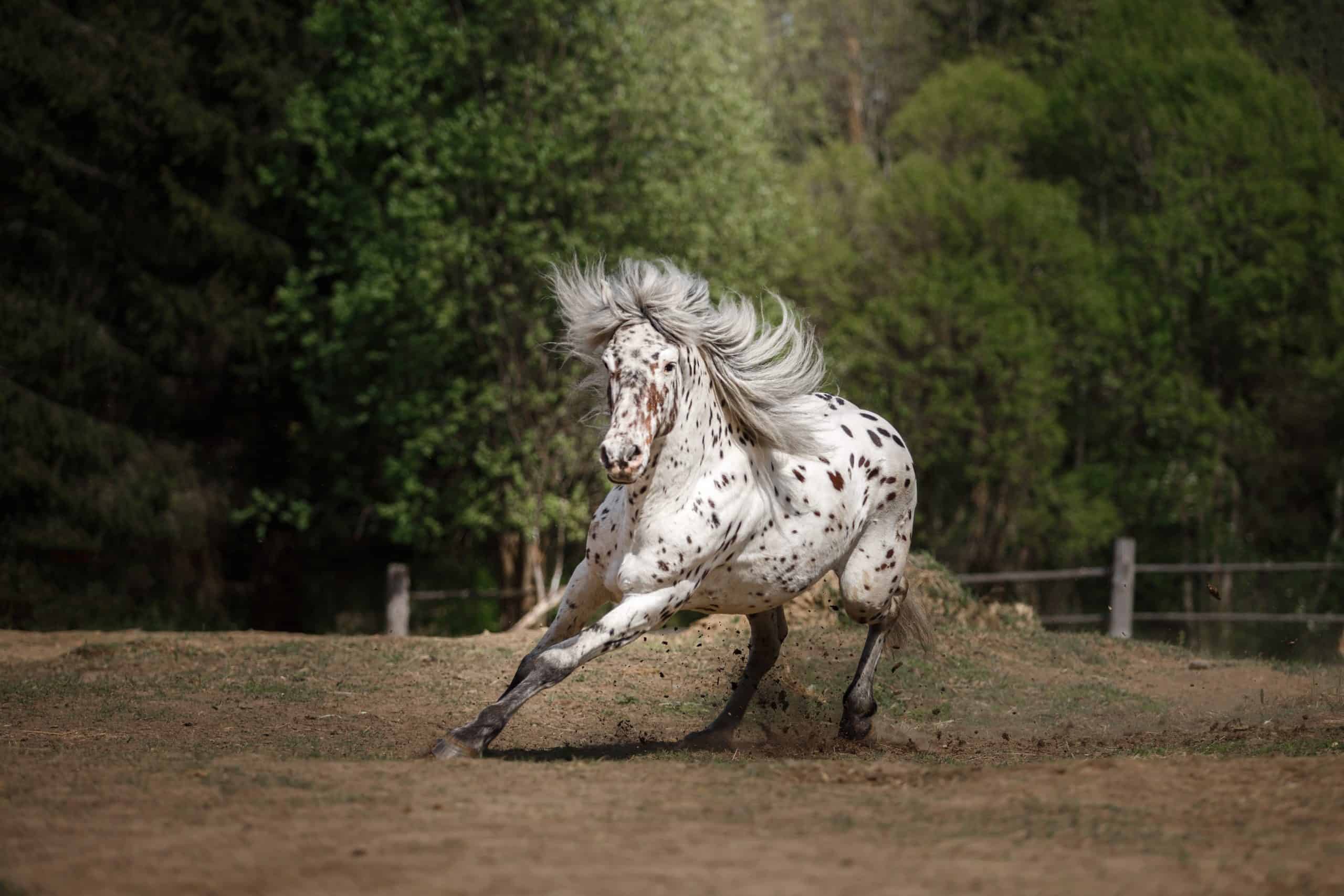 A spotted Appaloosa horse gallops powerfully across a dusty field, mane flying, with green forest in the background.