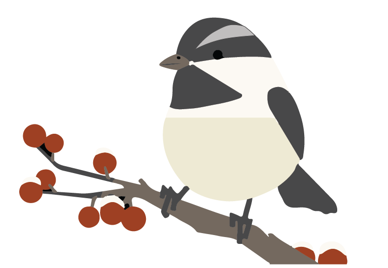 A stylized black-capped chickadee perched on a branch with red berries.