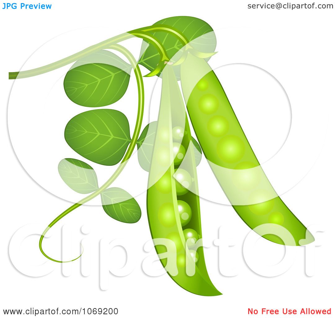 Fresh Pea Pods Illustration - Vibrant Green Vegetables on Vine