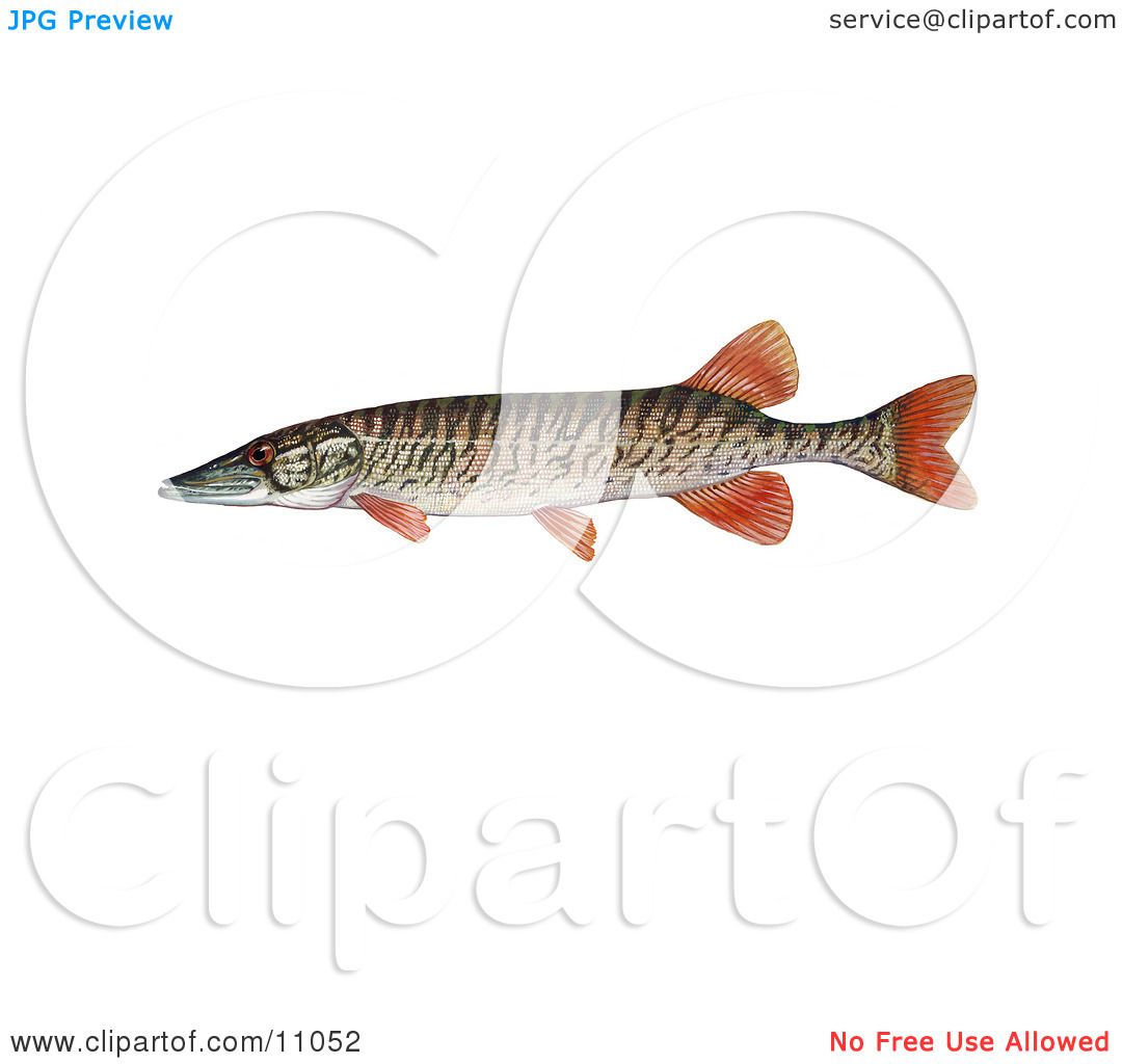 pickerels