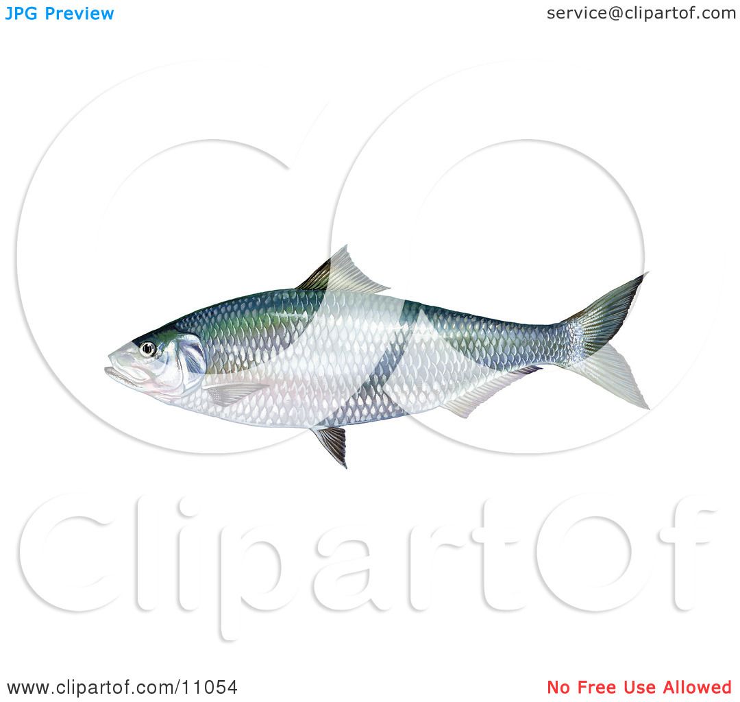 American Shad Fish Silhouette Vector, Clipart Images, Pictures - Clip 