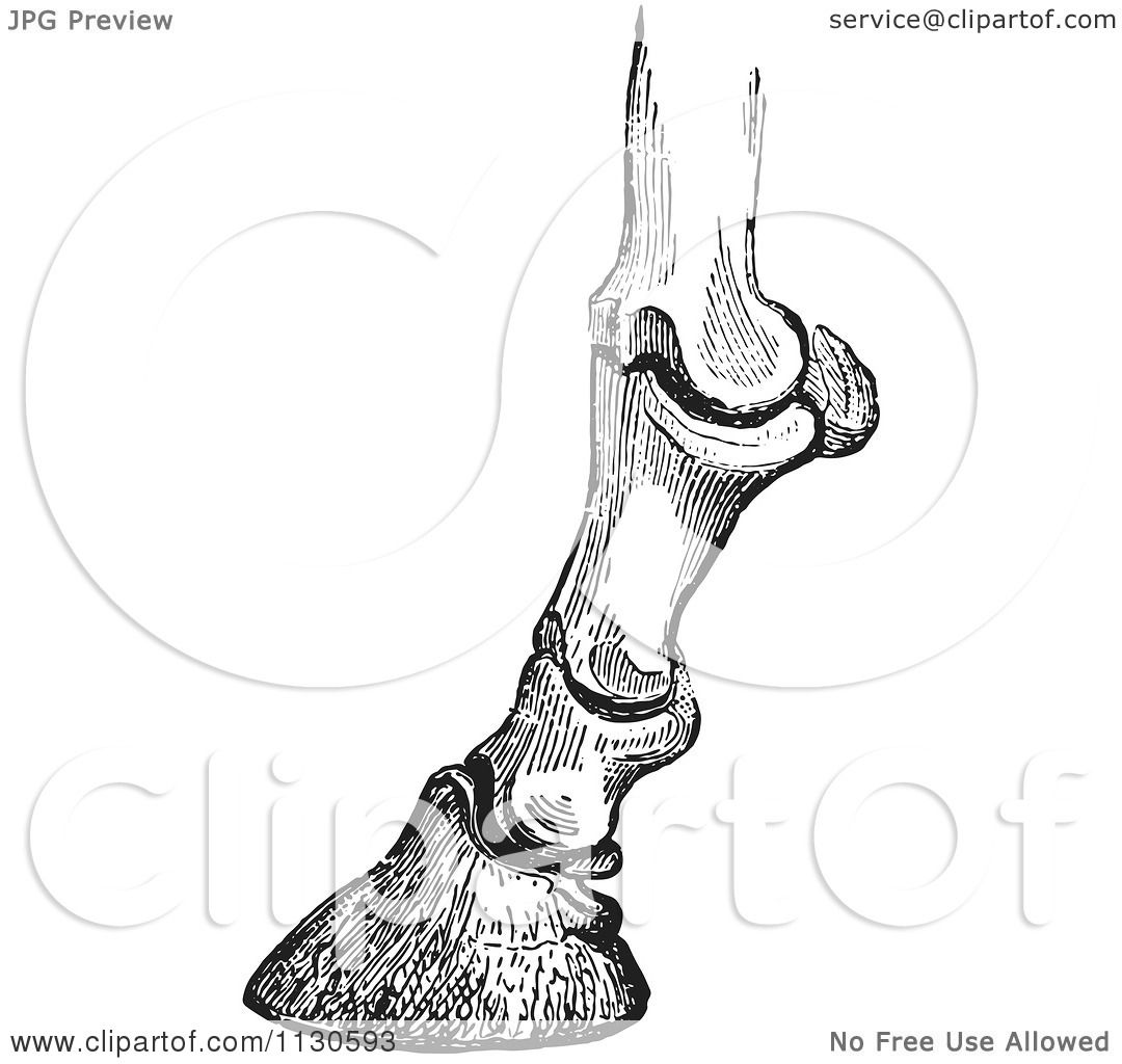 Vintage-style black-and-white illustration of a horse’s lower leg and hoof, showing bones and joint structure.