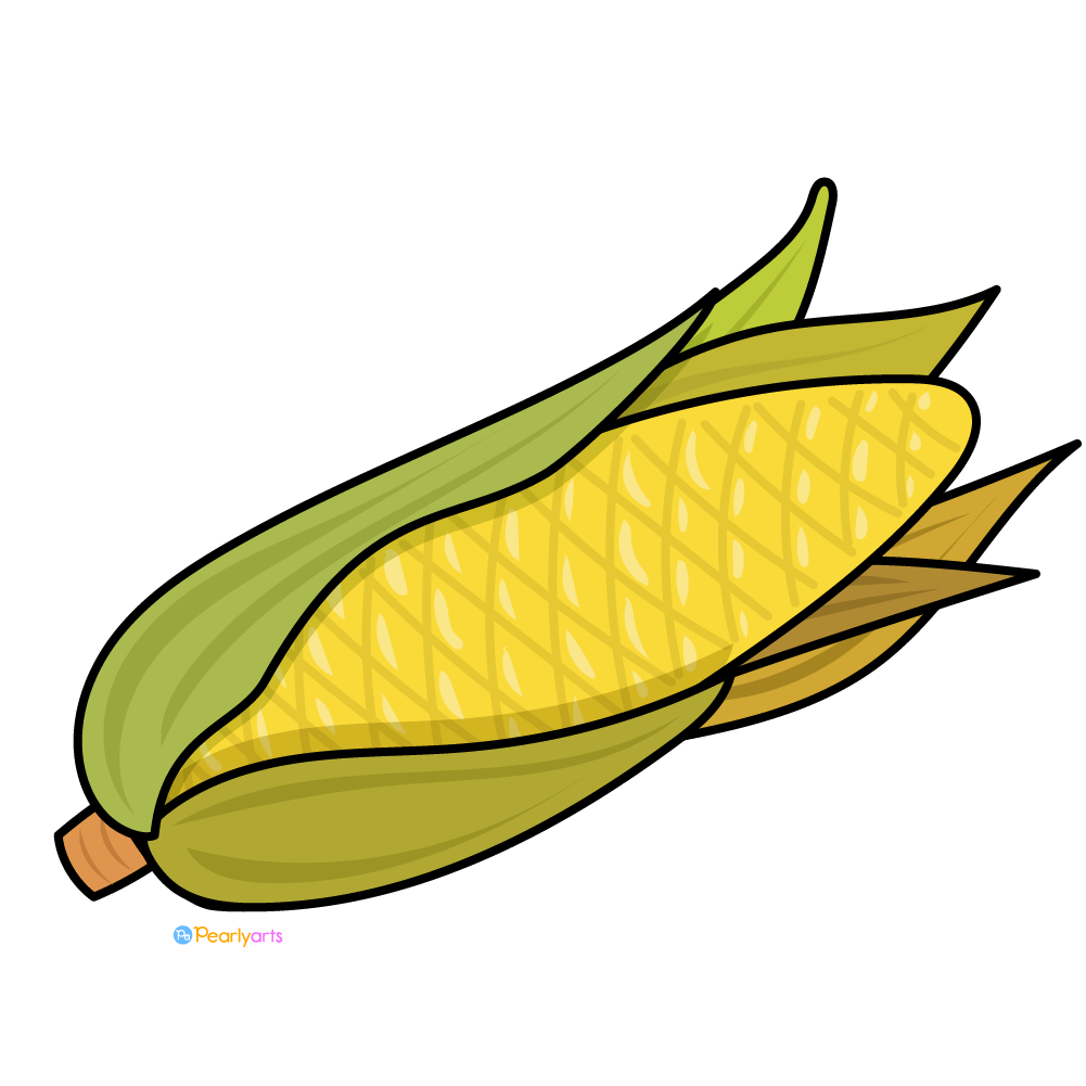Corn Illustration - Free Clipart for Educational and Culinary Content