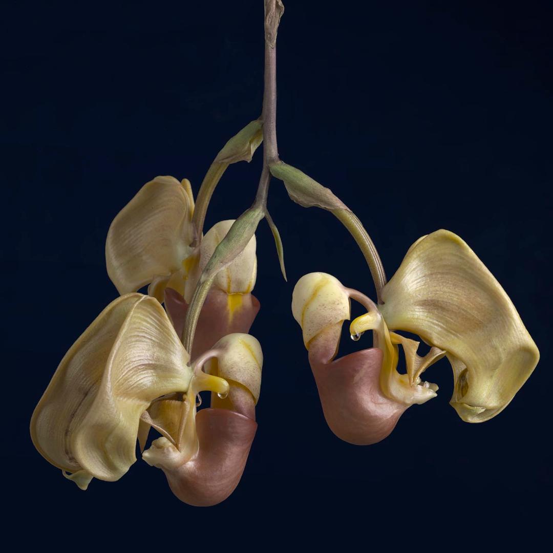 Delicate pale yellow orchid flowers with pinkish pouches, suspended against a deep navy background, showcasing intricate petal textures and dewdrops.