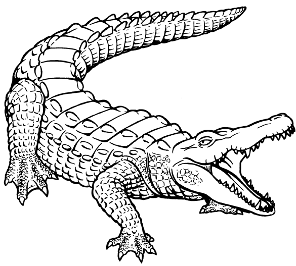 Black-and-white line drawing of a roaring crocodile with detailed scales and open jaws.