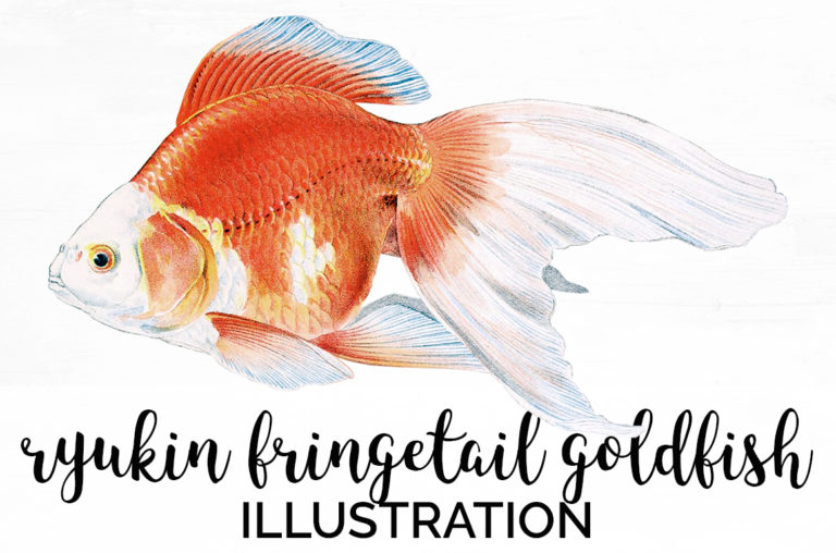 Ryukin fringetail goldfish illustration with vibrant orange body, white head, and flowing blue-tipped fins on white background.