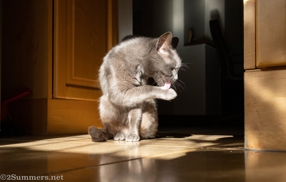 Gray cat grooming itself in a sunbeam on a tiled floor, with wooden cabinets in background.