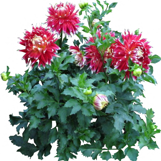 Vibrant red-and-white dahlia blooms with ruffled petals and lush green foliage in a garden setting.