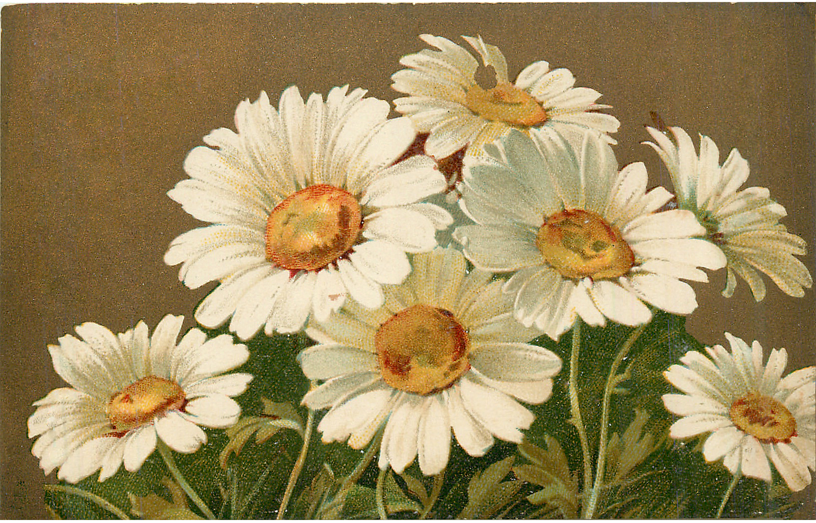 Vintage illustration of white daisies with yellow-orange centers against a muted brown background.