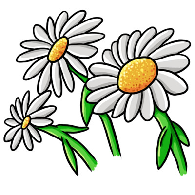 Three illustrated white daisies with yellow centers and green stems on a white background.