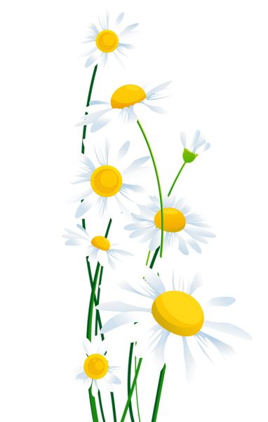 White daisy flowers with yellow centers and green stems on a white background, illustrated in clean vector style.