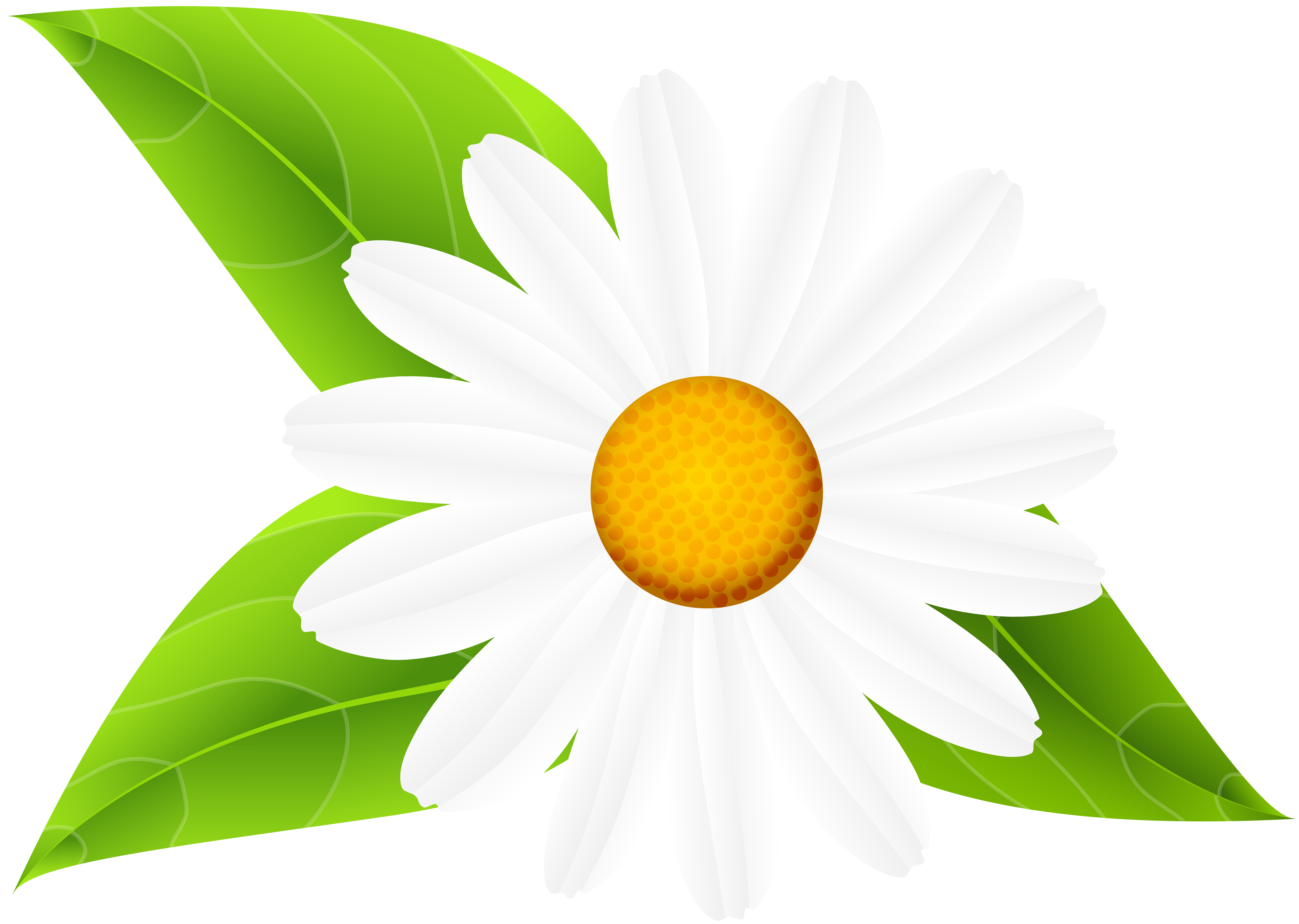 White daisy with yellow-orange center and green leafy background, stylized vector illustration.