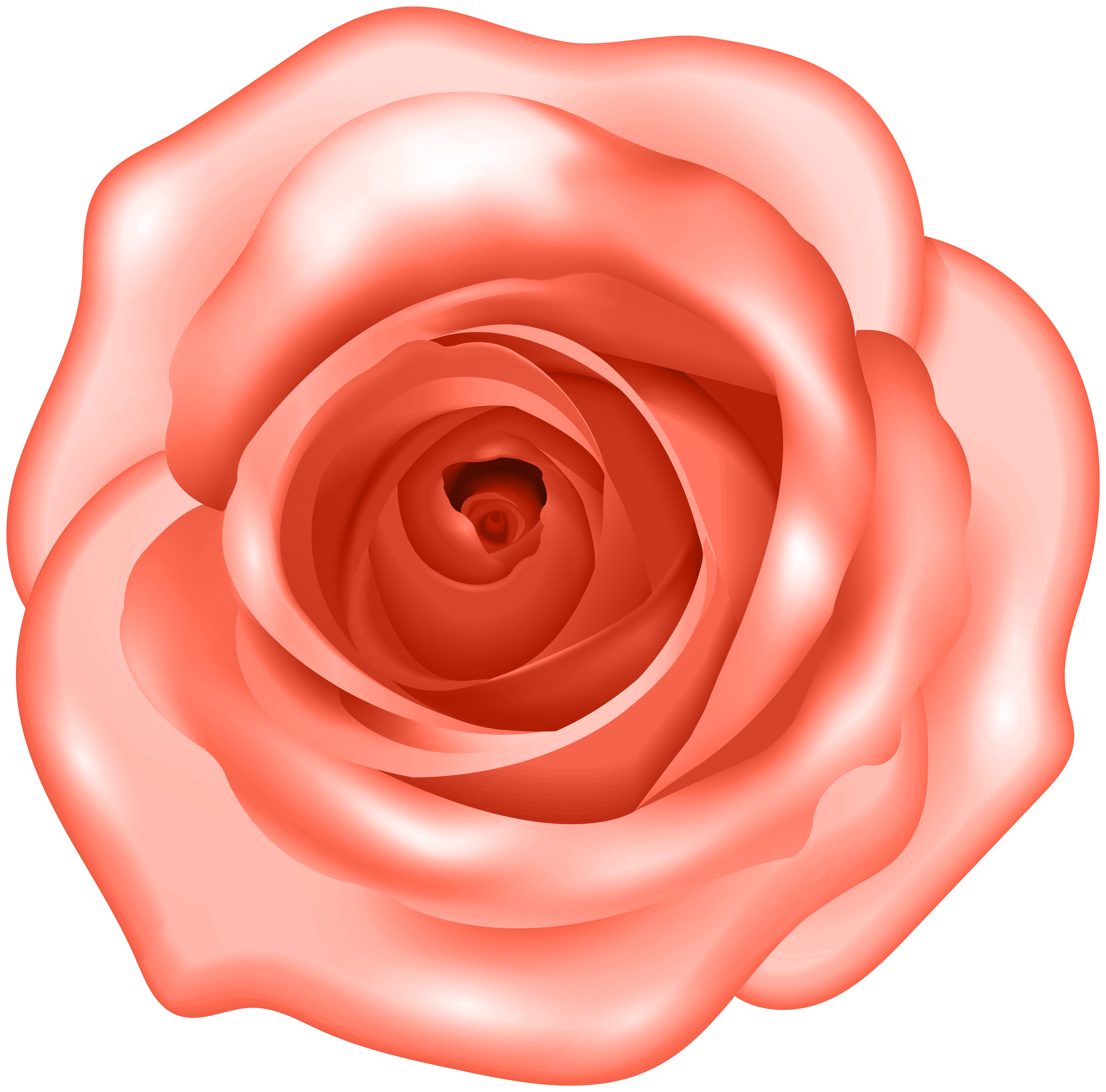 Coral Red Rose - Elegant Floral Image for Design & Inspiration