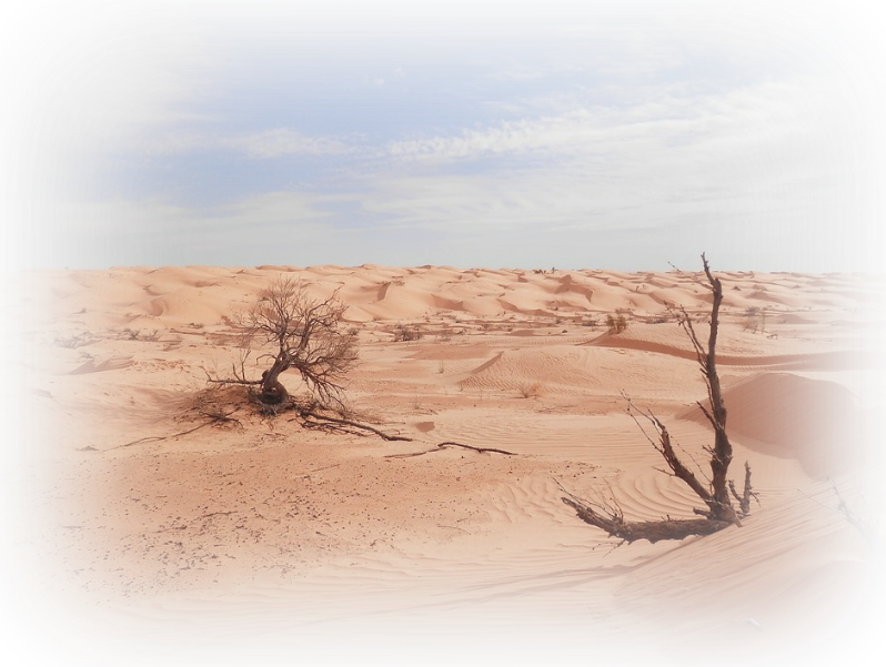 Vast orange sand dunes under a pale blue sky, with two leafless trees in the foreground and wind-sculpted ripples across the desert floor.