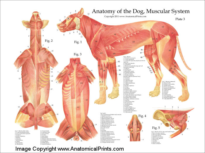 16,145 Dog Anatomy Images, Stock Photos &amp; Vectors | Shutterstock