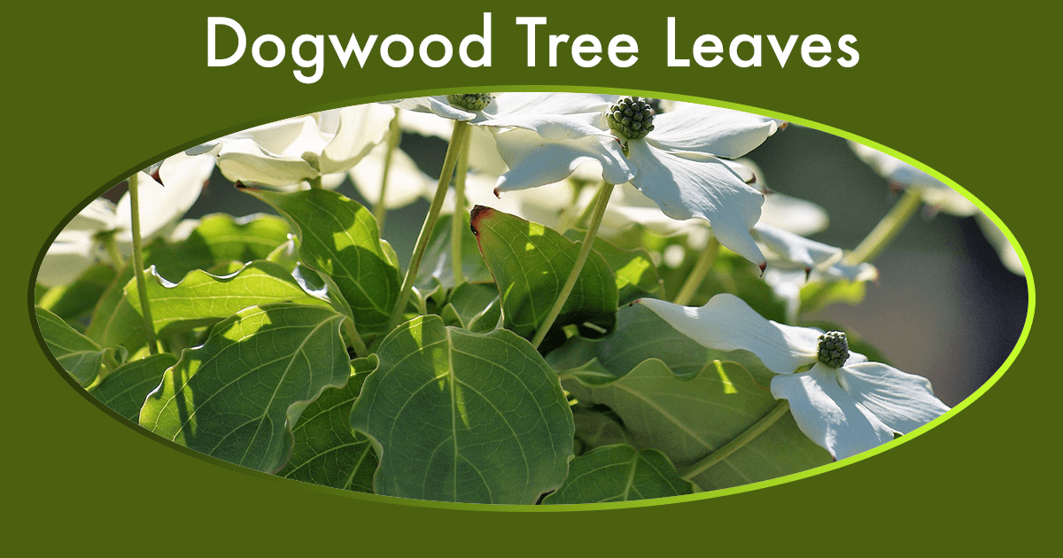 Dogwood Tree Leaves: Identification, Features & Care Guide