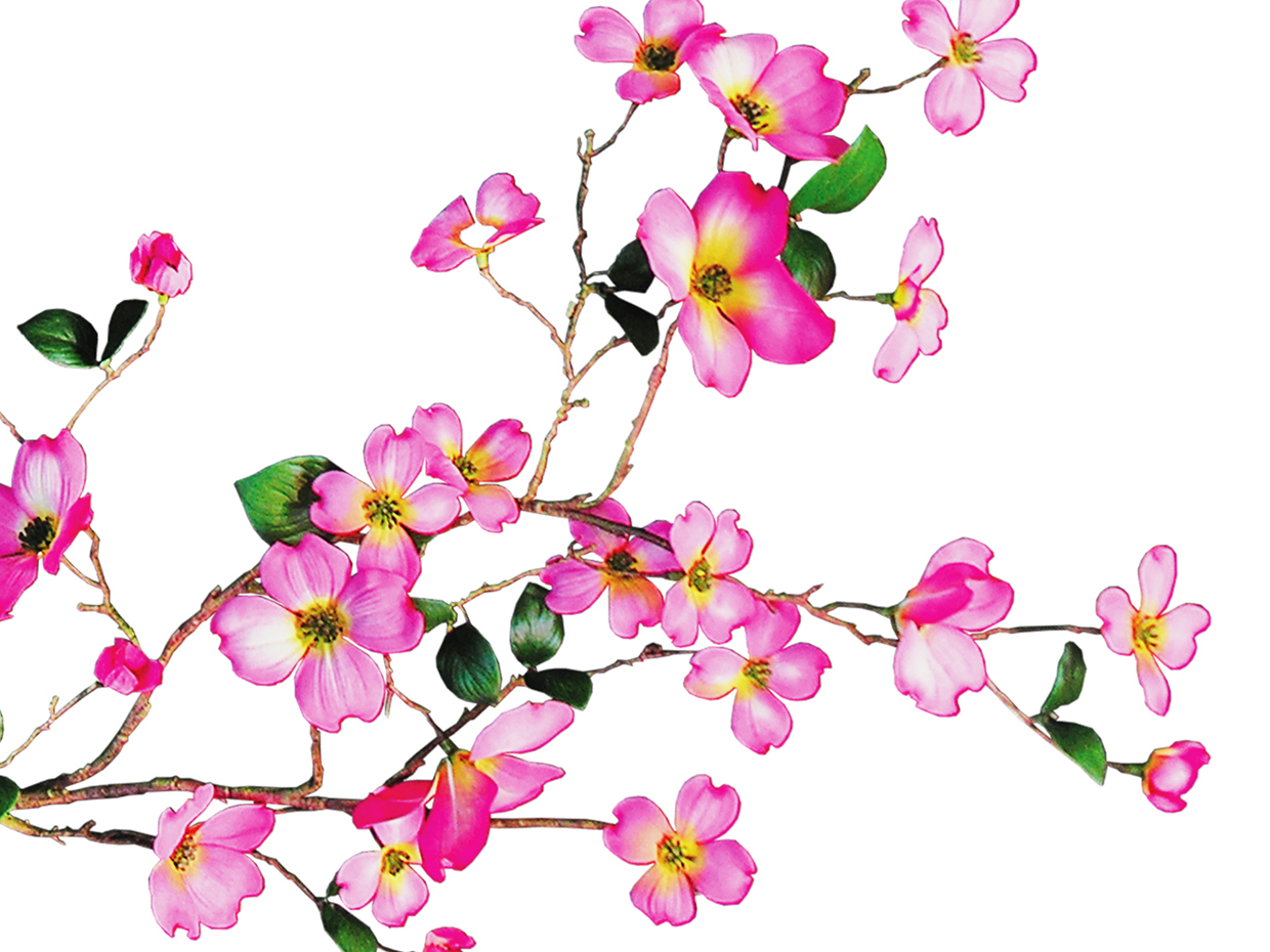 Flowering Quince Or Cherry Blossoms Stock Illustration - Download ...