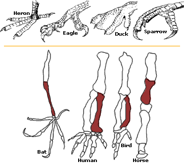 Comparative anatomy diagram showing feet and limb structures of heron, eagle, duck, sparrow, bat, human, bird, and horse with muscle highlights.