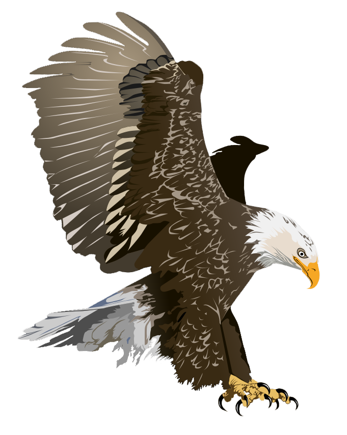 Bald Eagle in Flight - Symbol of Strength and Freedom | Wildlife Imagery