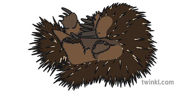 A cartoon echidna curled up asleep, showing its spiny back and tucked limbs on a green background.