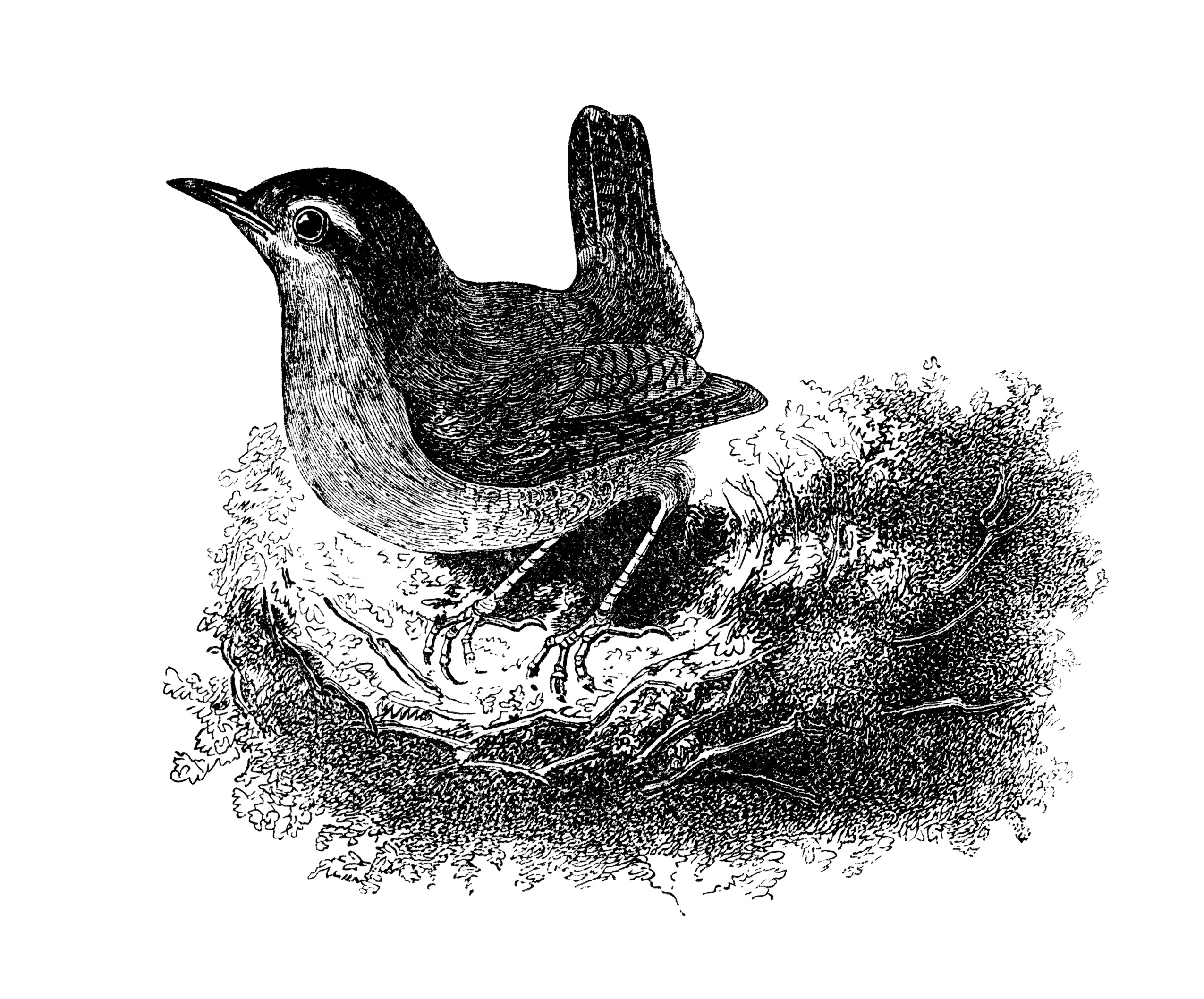 Wren Illustration - Classic Engraving of a Small Songbird in Natural Habitat
