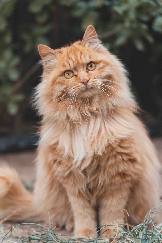 Fluffy orange longhair cat with golden eyes sitting outdoors on grass, looking upward curiously.