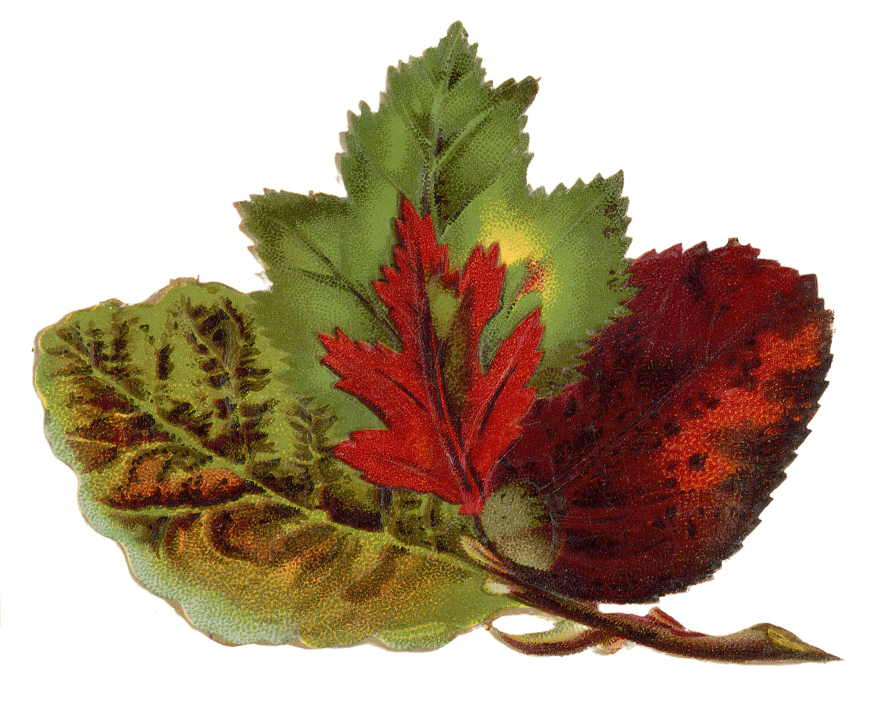 Autumn Leaf Illustration - Vintage Botanical Art for Design & Print