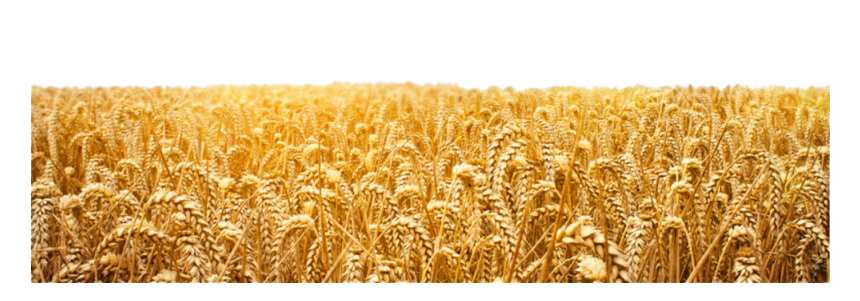 Golden wheat field at harvest time, sunlit stalks swaying in gentle breeze under clear sky.