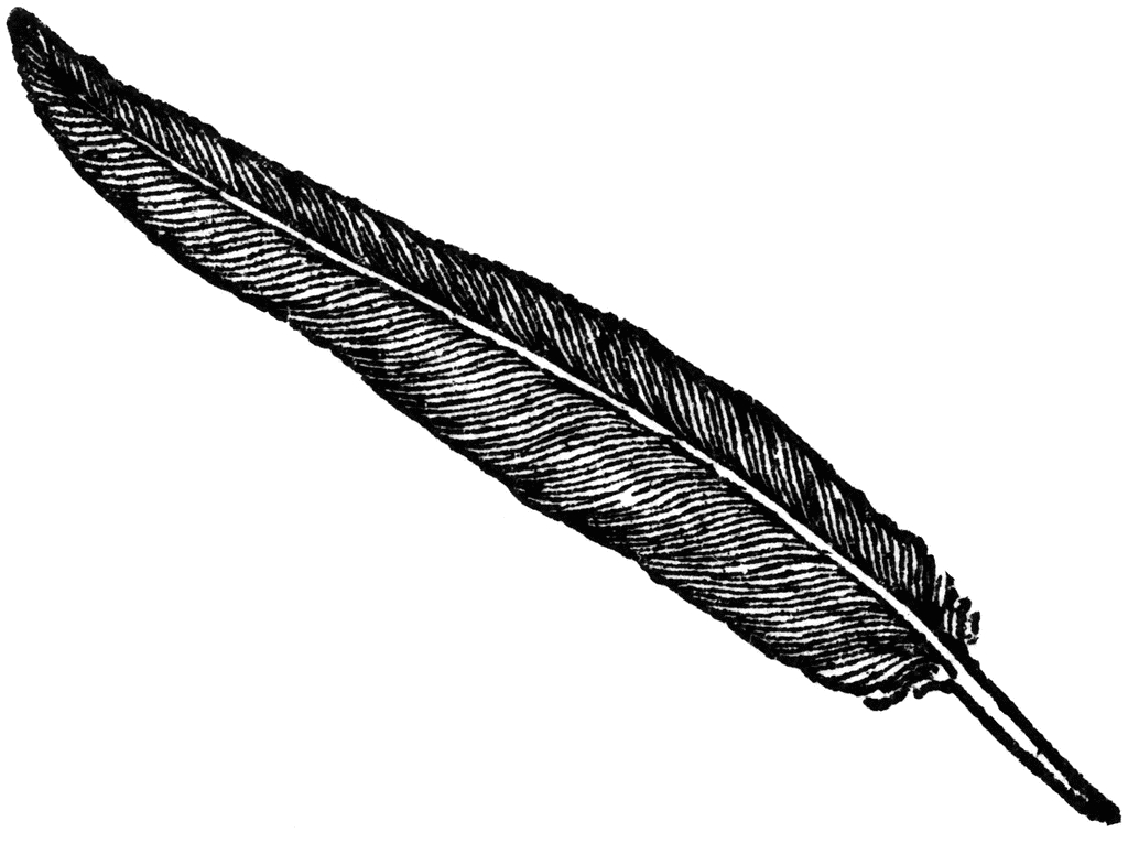 Black-and-white line drawing of a detailed quill feather, angled diagonally with fine barb textures and a tapered shaft.