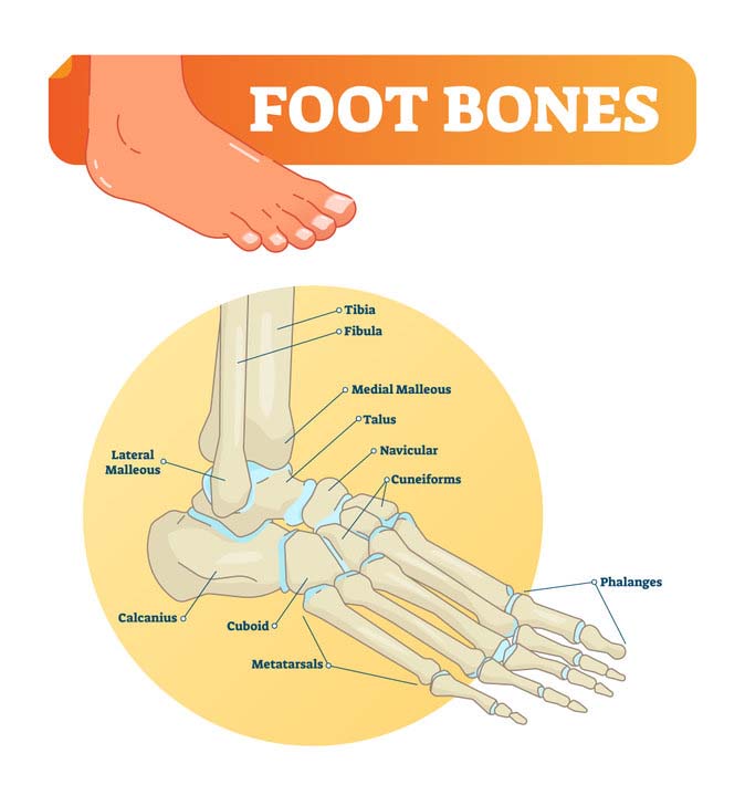 Happy and Unhappy leg with sweaty foot. fungus etc Podiatry - Clip Art ...